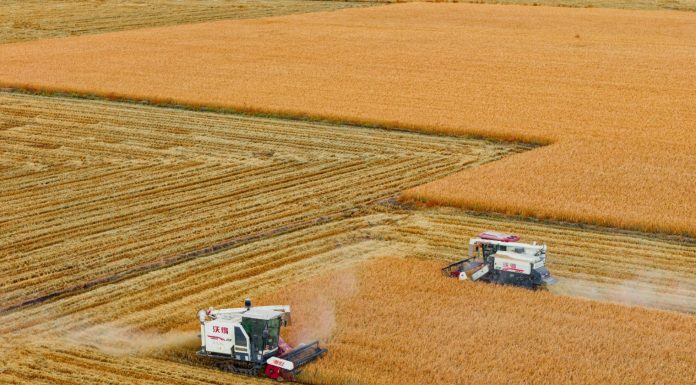 Cina: Heilongjiang, il granaio del Paese, nel pieno della raccolta autunnale (2)