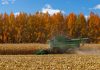 Cina: Heilongjiang, il granaio del Paese, nel pieno della raccolta autunnale (3)