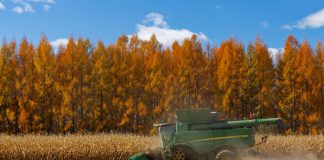 Cina: Heilongjiang, il granaio del Paese, nel pieno della raccolta autunnale (3)
