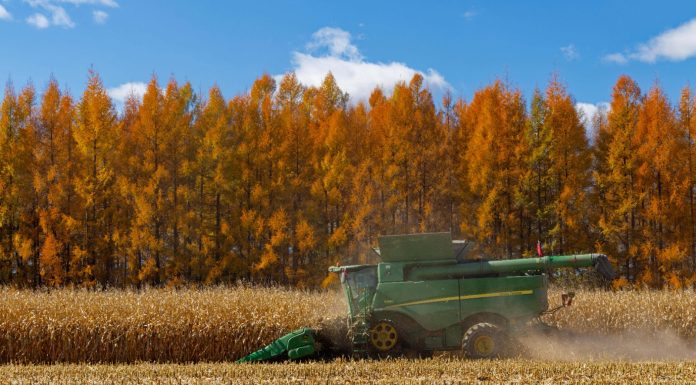 Cina: Heilongjiang, il granaio del Paese, nel pieno della raccolta autunnale (3)