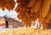 Cina: raccolto autunnale in corso in tutto il Paese (1)