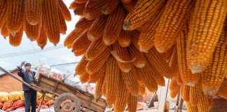 Cina: raccolto autunnale in corso in tutto il Paese (1)