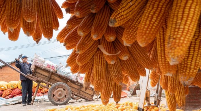 Cina: raccolto autunnale in corso in tutto il Paese (1)