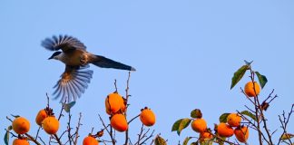 Cina: raccolto autunnale in corso in tutto il Paese (2)