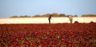 Cina: raccolto autunnale in corso in tutto il Paese (3)
