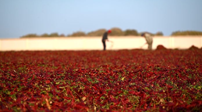 Cina: raccolto autunnale in corso in tutto il Paese (3)