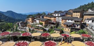 Cina: raccolto autunnale in corso in tutto il Paese (4)