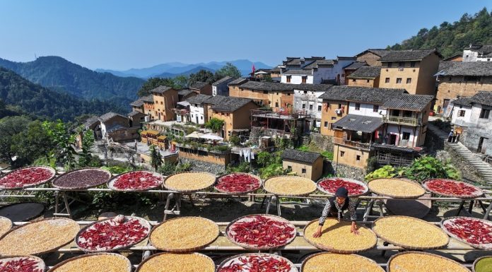 Cina: raccolto autunnale in corso in tutto il Paese (4)