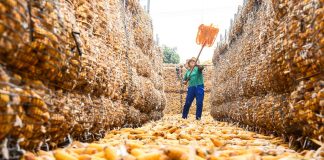 Cina: raccolto autunnale in corso in tutto il Paese (6)