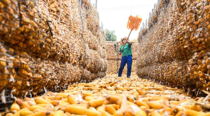 Cina: raccolto autunnale in corso in tutto il Paese (6)