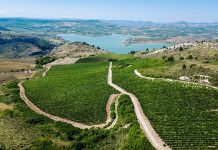 Al via in tutta Italia la Giornata del Paesaggio Vitivinicolo