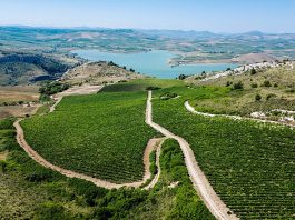 Al via in tutta Italia la Giornata del Paesaggio Vitivinicolo