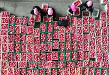 Cina: Shapotou registra raccolto abbondante di mele resistenti alla siccità (1)