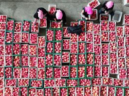 Cina: Shapotou registra raccolto abbondante di mele resistenti alla siccità (1)