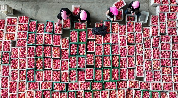 Cina: Shapotou registra raccolto abbondante di mele resistenti alla siccità (1)