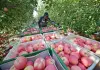 Cina: Shapotou registra raccolto abbondante di mele resistenti alla siccità (2)