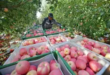 Cina: Shapotou registra raccolto abbondante di mele resistenti alla siccità (2)