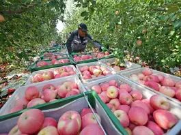 Cina: Shapotou registra raccolto abbondante di mele resistenti alla siccità (2)