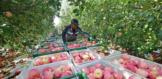 Cina: Shapotou registra raccolto abbondante di mele resistenti alla siccità (2)