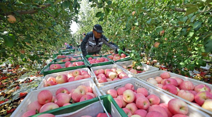 Cina: Shapotou registra raccolto abbondante di mele resistenti alla siccità (2)