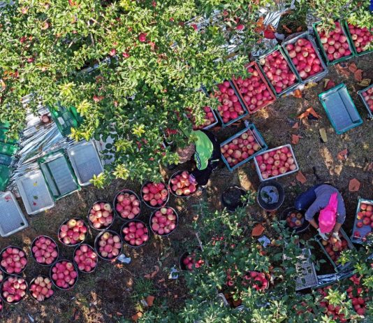 Cina: Shapotou registra raccolto abbondante di mele resistenti alla siccità (3)