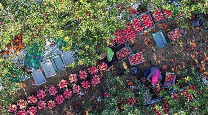 Cina: Shapotou registra raccolto abbondante di mele resistenti alla siccità (3)
