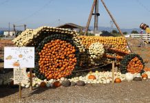 A Treviso la settima edizione del Villaggio delle zucche (1)