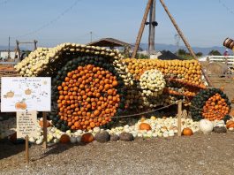 A Treviso la settima edizione del Villaggio delle zucche (1)
