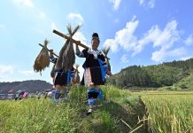 Cina: nel Guangxi si celebra il raccolto del riso glutinoso (1)