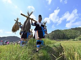 Cina: nel Guangxi si celebra il raccolto del riso glutinoso (1)