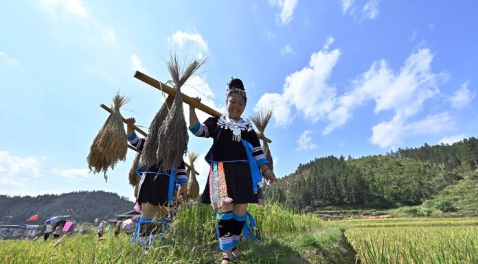 Cina: nel Guangxi si celebra il raccolto del riso glutinoso (1)