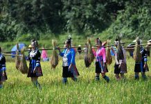 Cina: nel Guangxi si celebra il raccolto del riso glutinoso (2)