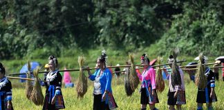 Cina: nel Guangxi si celebra il raccolto del riso glutinoso (2)