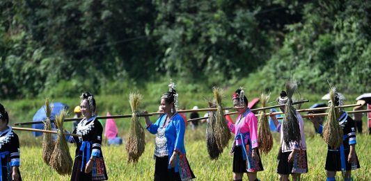 Cina: nel Guangxi si celebra il raccolto del riso glutinoso (2)