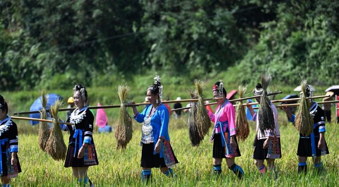 Cina: nel Guangxi si celebra il raccolto del riso glutinoso (2)