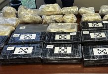 Blitz antidroga ad Asti, scoperta una piantagione con 1200 piante / Video