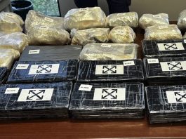 Blitz antidroga ad Asti, scoperta una piantagione con 1200 piante / Video