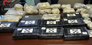 Blitz antidroga ad Asti, scoperta una piantagione con 1200 piante / Video