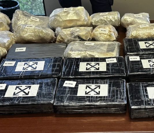 Blitz antidroga ad Asti, scoperta una piantagione con 1200 piante / Video