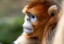 Cina: Hubei, rinopitechi dorati nel Parco nazionale di Shennongjia (1)