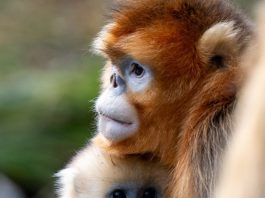 Cina: Hubei, rinopitechi dorati nel Parco nazionale di Shennongjia (1)