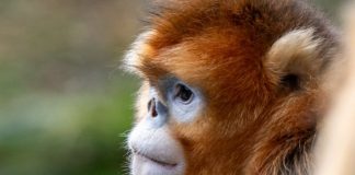 Cina: Hubei, rinopitechi dorati nel Parco nazionale di Shennongjia (1)