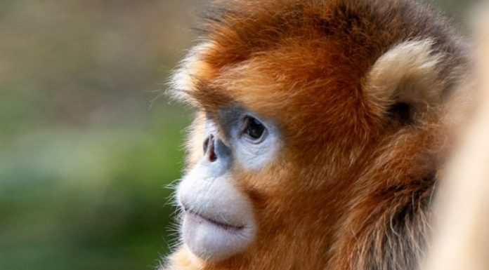 Cina: Hubei, rinopitechi dorati nel Parco nazionale di Shennongjia (1)