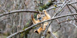 Cina: Hubei, rinopitechi dorati nel Parco nazionale di Shennongjia (2)