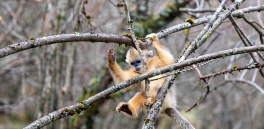 Cina: Hubei, rinopitechi dorati nel Parco nazionale di Shennongjia (2)