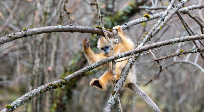 Cina: Hubei, rinopitechi dorati nel Parco nazionale di Shennongjia (2)