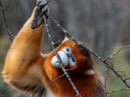 Cina: Hubei, rinopitechi dorati nel Parco nazionale di Shennongjia (3)
