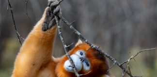 Cina: Hubei, rinopitechi dorati nel Parco nazionale di Shennongjia (3)