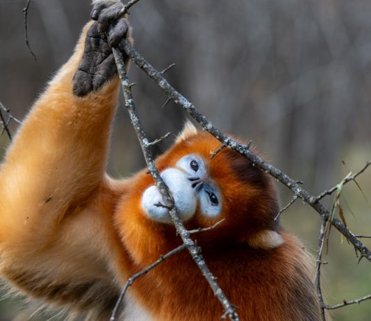 Cina: Hubei, rinopitechi dorati nel Parco nazionale di Shennongjia (3)