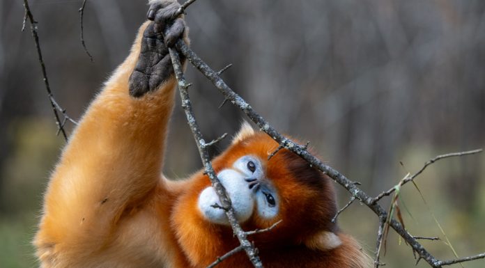 Cina: Hubei, rinopitechi dorati nel Parco nazionale di Shennongjia (3)